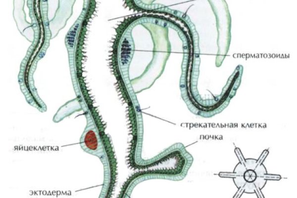 Ссылка на кракен 15ат