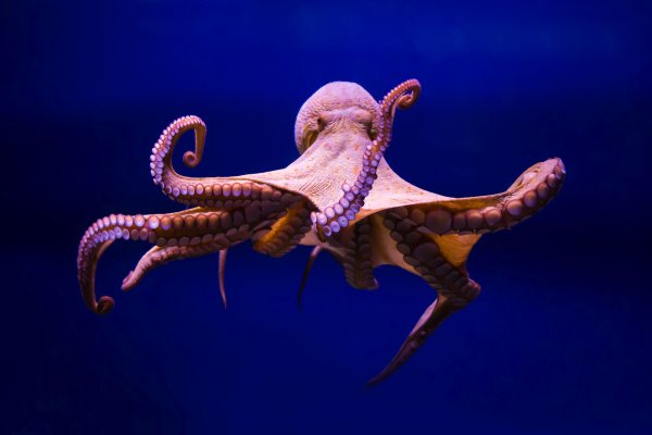 Кракен тор krakens13 at